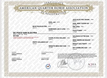 Quarter horse américain, Jument, Poulain (03/2025)