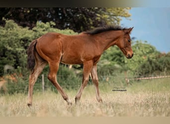 Quarter horse américain, Jument, Poulain (03/2025)