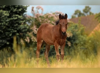 Quarter horse américain, Jument, Poulain (03/2025)