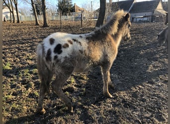 Quarter-ponny, Hingst, 1 år, 125 cm