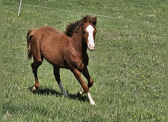 Quarter-ponny, Hingst, 1 år, 130 cm, fux