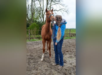 Quarter-ponny, Hingst, 1 år, 141 cm, Fux