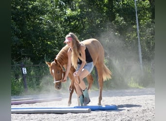 Quarter-ponny, Hingst, 1 år, 145 cm, Fux