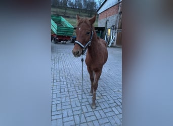 Quarter-ponny Blandning, Hingst, 1 år, 155 cm, fux