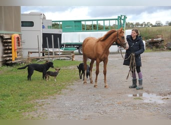 Quarter Pony Blandning, Hengst, 1 Jahr, 157 cm, Fuchs