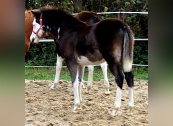 Quarter-ponny, Hingst, Föl (06/2023), 148 cm, Overo-skäck-alla-färger