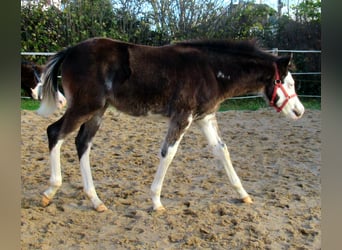 Quarter-ponny, Hingst, Föl (06/2023), 148 cm, Overo-skäck-alla-färger
