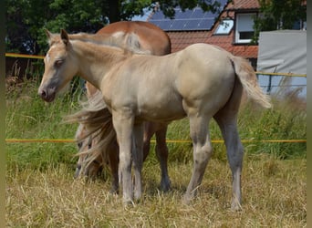 Quarter-ponny, Hingst, Föl (05/2024), 150 cm, Champagne