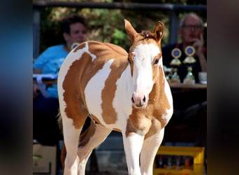 Quarter Pony, Hengst, Fohlen (06/2024), 154 cm, Overo-alle-Farben