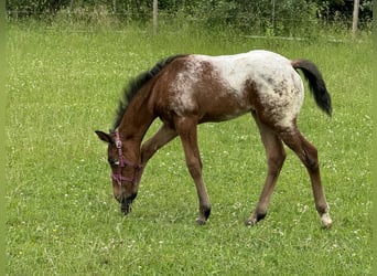 Quarter-ponny, Hingst, Föl (05/2024), Brun