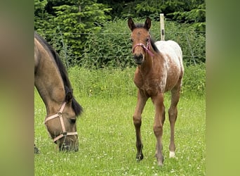 Quarter-ponny, Hingst, Föl (05/2024), Brun