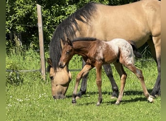 Quarter-ponny, Hingst, Föl (05/2024), Brun