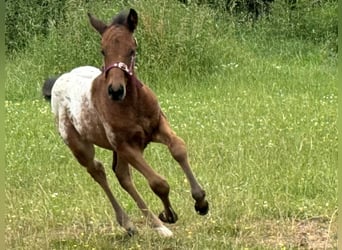 Quarter-ponny, Hingst, Föl (05/2024), Brun