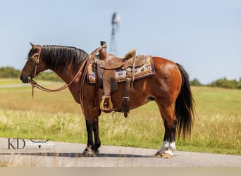 Quarter-ponny, Sto, 12 år, 124 cm, Brun