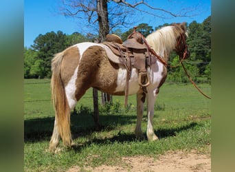 Quarter-ponny, Sto, 12 år, 130 cm, Black