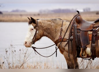 Quarter-ponny, Sto, 13 år, 137 cm, Gulbrun