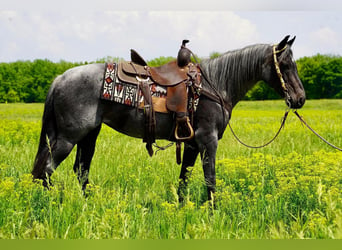 Quarter-ponny, Sto, 13 år, 142 cm, Konstantskimmel