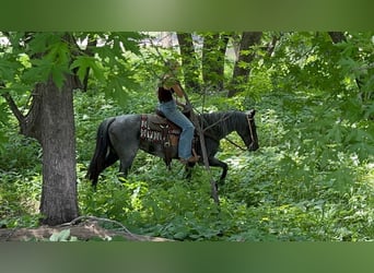 Quarter-ponny, Sto, 13 år, 142 cm, Konstantskimmel