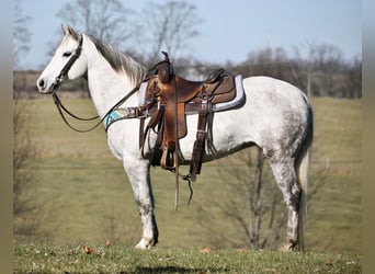 Quarter-ponny, Sto, 13 år, 147 cm, Gråskimmel