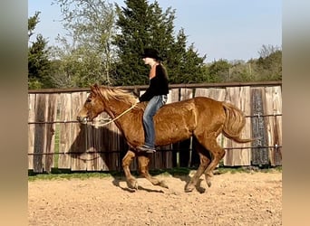 Quarter-ponny Blandning, Sto, 13 år, Fux