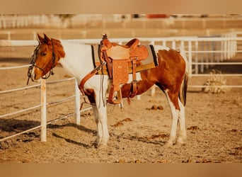 Quarter-ponny, Sto, 13 år