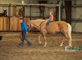 Quarter-ponny, Sto, 14 år, 127 cm, Palomino