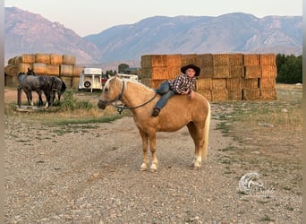 Quarter-ponny, Sto, 14 år, 127 cm, Palomino