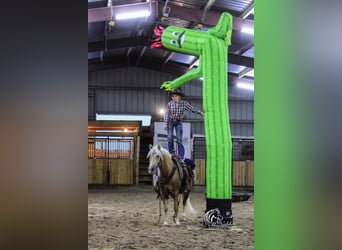 Quarter-ponny, Sto, 14 år, 127 cm, Palomino