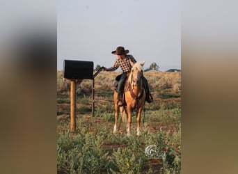 Quarter-ponny, Sto, 14 år, 127 cm, Palomino