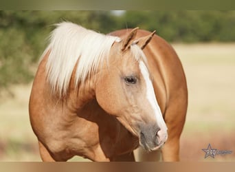 Quarter-ponny, Sto, 14 år, 132 cm, Palomino