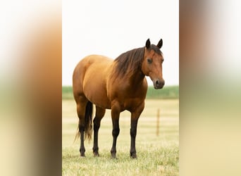 Quarter-ponny, Sto, 14 år, 137 cm, Brun