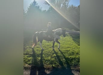 Quarter-ponny Blandning, Sto, 16 år, 140 cm