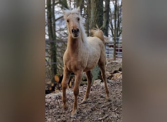 Quarter-ponny, Sto, 1 år, 150 cm, Palomino