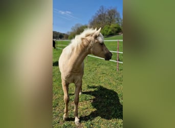 Quarter-ponny, Sto, 1 år, 150 cm, Palomino