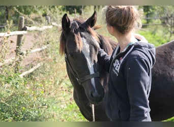 Quarter Pony Blandning, Stute, 1 Jahr, 150 cm, Rappe