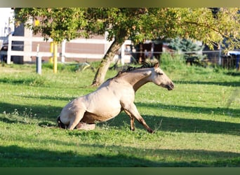 Quarter-ponny, Sto, 2 år, 141 cm, Gulbrun