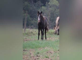 Quarter-ponny Blandning, Sto, 2 år, 148 cm, Svart