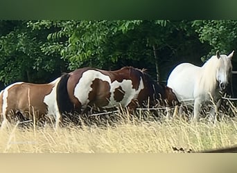 Quarter-ponny Blandning, Sto, 2 år, 150 cm, Tovero-skäck-alla-färger