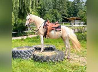 Quarter-ponny, Sto, 3 år, 147 cm, Pinto