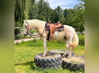 Quarter-ponny, Sto, 3 år, 147 cm, Pinto
