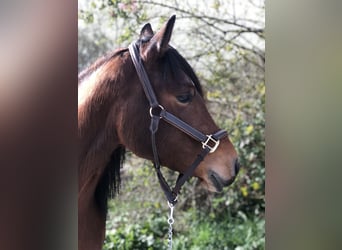 Quarter-ponny, Sto, 4 år, 155 cm, Brun