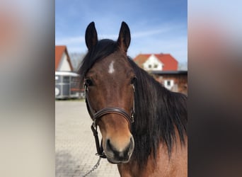 Quarter-ponny, Sto, 4 år, 155 cm, Brun