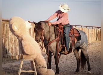 Quarter-ponny Blandning, Sto, 5 år, 122 cm, Konstantskimmel