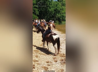Quarter-ponny, Sto, 5 år, 142 cm, Brun