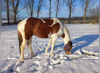 Quarter-ponny, Sto, 5 år, 153 cm, Pinto