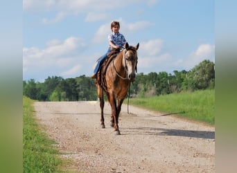 Quarter-ponny, Sto, 5 år, Gulbrun