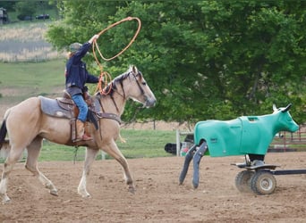 Quarter-ponny, Sto, 5 år, Gulbrun
