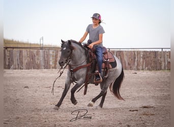 Quarter-ponny Blandning, Sto, 6 år, 122 cm, Konstantskimmel