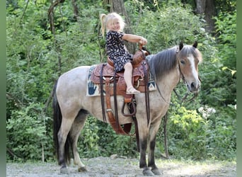 Quarter-ponny, Sto, 7 år, Rödskimmel