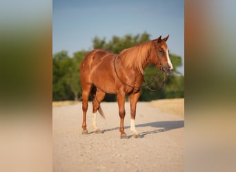 Quarter-ponny, Sto, 8 år, 127 cm, Fux